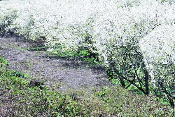 MAI CHÂU - MỘC CHÂU - CẦU KÍNH BẠCH LONG