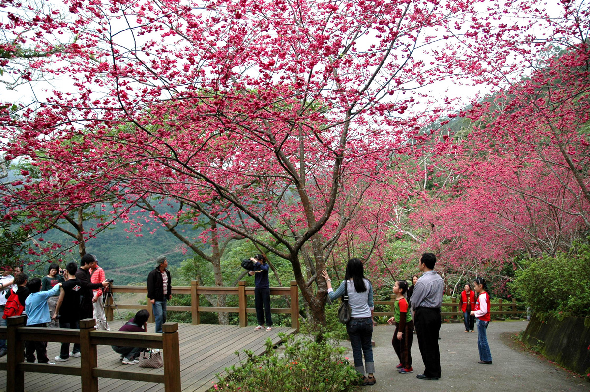 dia-diem-ngam-hoa-anh-dao-khi-du-lich-tai-dai-loan-vao-thang-2