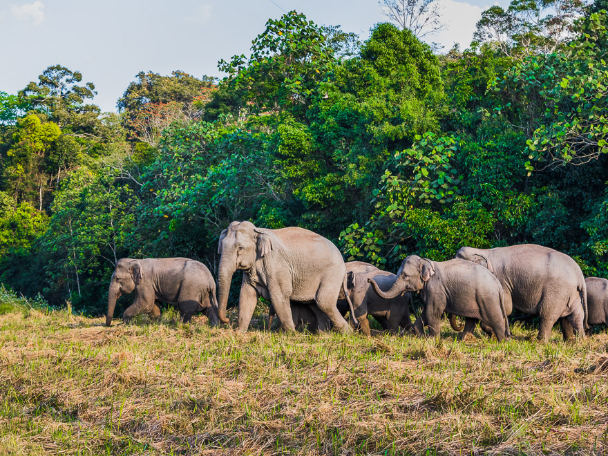 khao-yai-trong-chuyen-du-lich-thai-lan-vao-mua-he