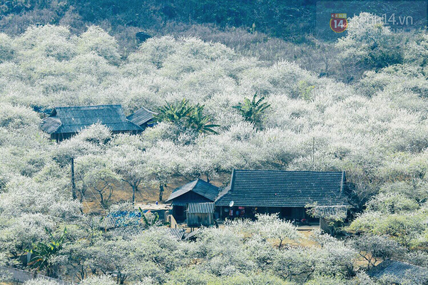 MỘC CHÂU - CẦU KÍNH BẠCH LONG - TÀ XÙA