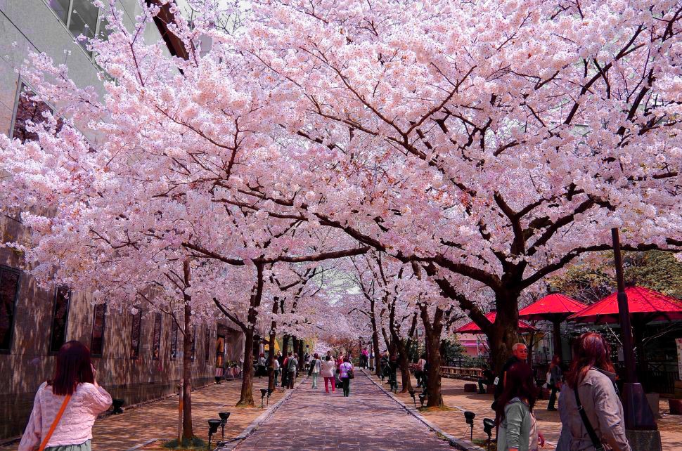 Du lịch Nhật Bản ngắm hoa anh đào tại Tokyo