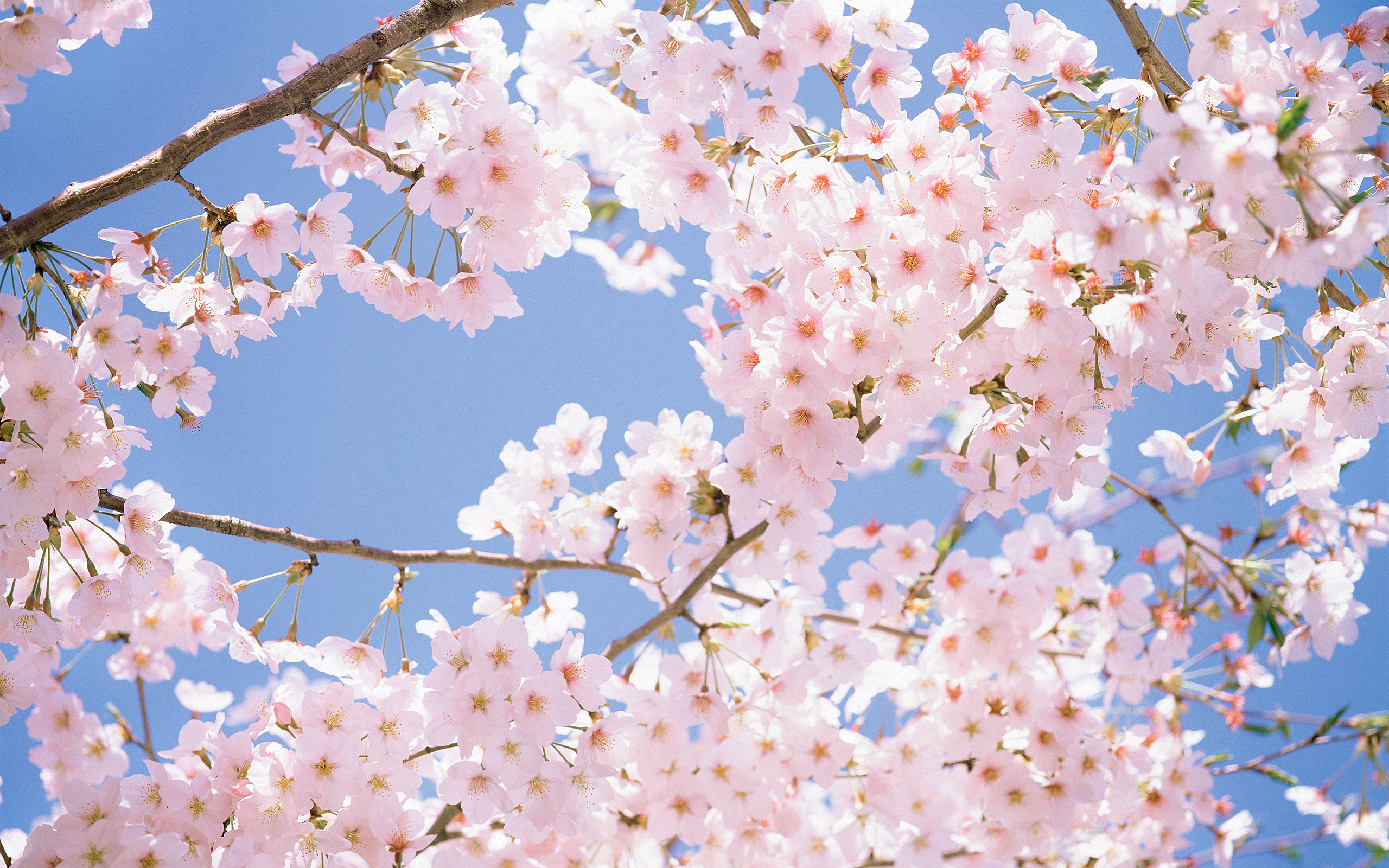 Du lịch Nhật Bản khám phá ý nghĩa của hoa anh đào
